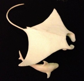 Manta Ray with with Black tip reef shark (2)
