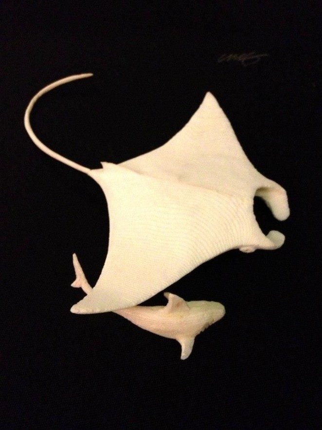 Manta Ray with with Black tip reef shark (2)