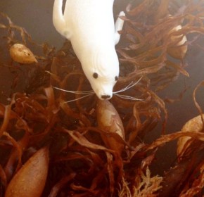 Cuttlebone-Seal-at-play-in-seaweed